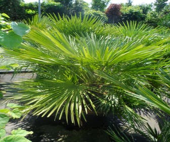 Dwergpalm (Chamaerops humilis)