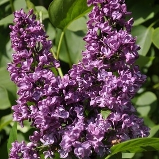 Sering (Syringa vulgaris 'Charles Joly')