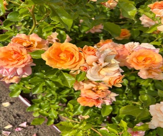 Trosroos (Rosa 'Charming') (BIO)