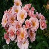 Klimroos (Rosa 'Checkmate') (BIO)