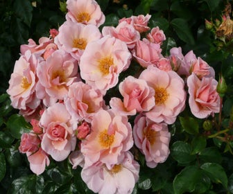 Klimroos (Rosa 'Checkmate') (BIO)