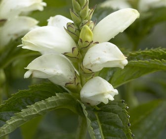Schildpadbloem (Chelone obliqua 'Alba')