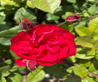 Trosroos (Rosa 'Cherry Bonica') (BIO)