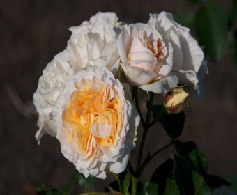 Heesterroos (Rosa 'Fisser Chiardina')