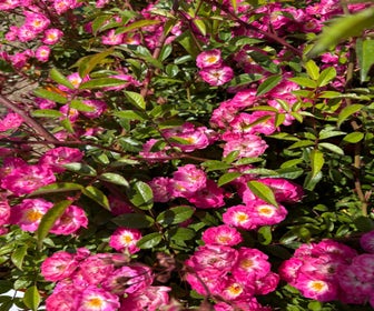 Klimroos (Rosa 'Child of Friendship') (BIO)