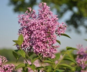 Chinese Sering (Syringa chinensis 'Saugeana')