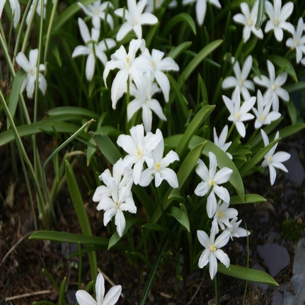 Chionodoxa luciliae 'Alba'
