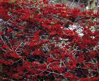 Japanse kwee (Chaenomeles japonica)