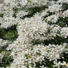 Choisya (Choisya ternata 'White Dazzler')