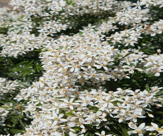 Choisya (Choisya ternata 'White Dazzler')