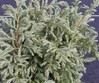 Cypres (Chamaecyparis pisifera 'Boulevard')