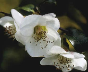 Japanse kwee (Chaenomeles speciosa 'Nivalis')