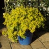 Choisya (Choisya ternata 'Goldfingers'®) 