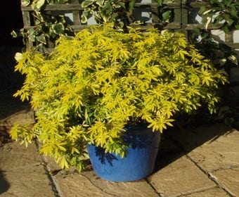 Choisya (Choisya ternata 'Goldfingers'®) 