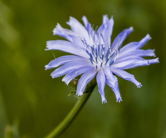 Wilde Cichorei (Cichorium intybus) BIO