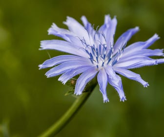 Wilde Cichorei (Cichorium intybus) BIO