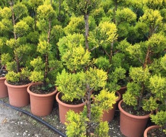 CUPRESSOCYPARIS leylandii 'Castlewellan Gold' - Pépinière du Penthièvre CUPRESSOCYPARIS leylandii 'Castlewellan Gold' - Pépinière du Penthièvre