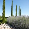 Italiaanse cypres (Cupressus sempervirens 'Stricta')