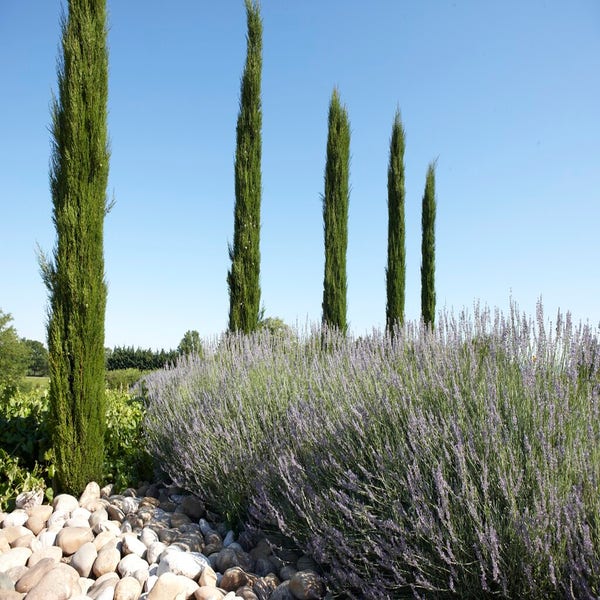 Scheiden alleen Transparant Italiaanse cipres kopen? Cupressus Stricta met groeigarantie | Directplant