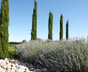 Italiaanse cypres (Cupressus sempervirens 'Stricta')