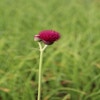 vederdistel (Cirsium rivulare 'Atropurpureum')