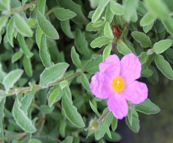 Cistus (Cistus creticus)