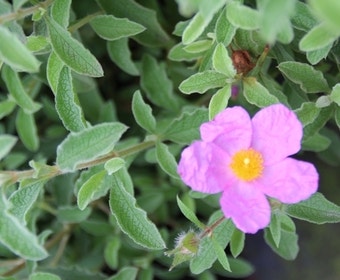 Cistus (Cistus creticus)