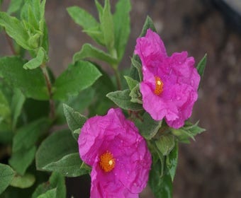Cistus (Cistus pulverulentus 'Sunset')