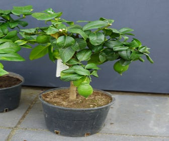 Citrus op stam (Citrus Limone)