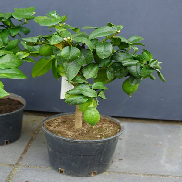 Citrus op stam (Citrus Limone)