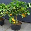 Kumquat op stam (Citrus kumquat)