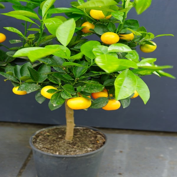 Calamondin op stam (Citrus Mitis)