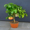 Grapefruit op stam (Citrus paradisi 'Star Ruby')