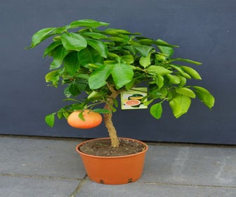 Grapefruit op stam (Citrus paradisi 'Star Ruby')