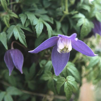 Bosrank (Clematis alpina 'Frances Rivis')