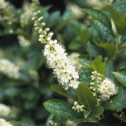 Clethra