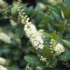 Schijnels (Clethra alnifolia)