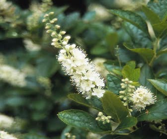 Schijnels (Clethra alnifolia)