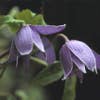 Bosrank (Clematis alpina)