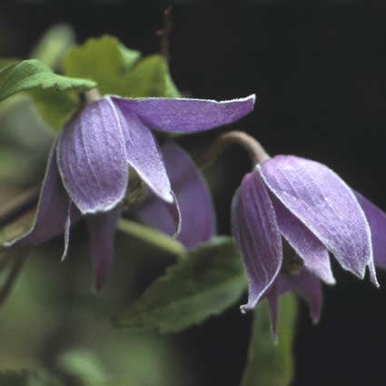 Bosrank (Clematis alpina)