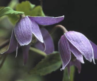 Bosrank (Clematis alpina)