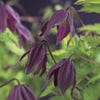 Bosrank (Clematis alpina 'Brunette')