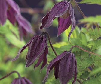 Bosrank (Clematis alpina 'Brunette')
