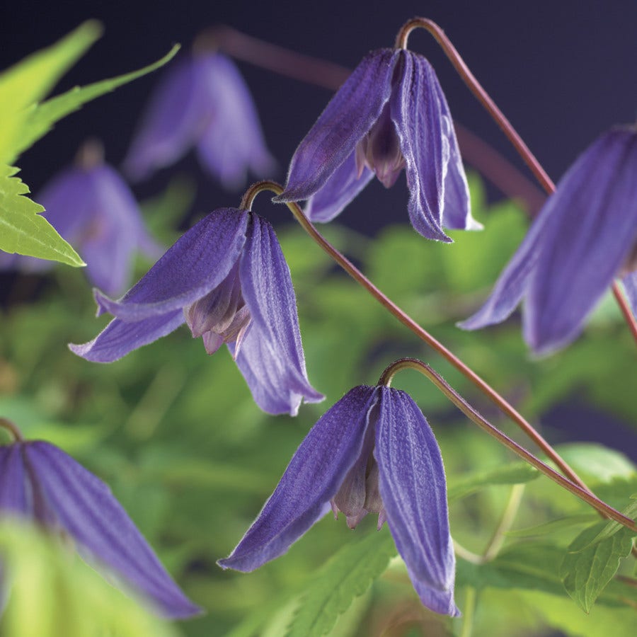 clematis_alp._helsingborg___2_