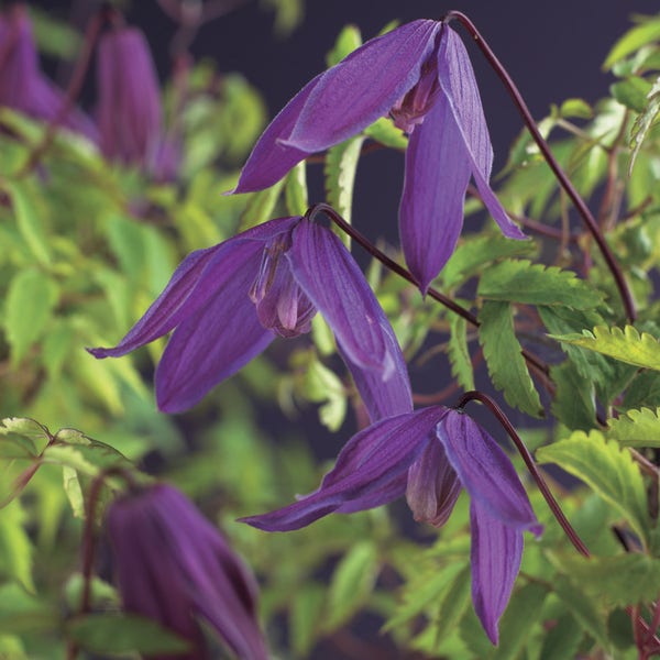 Bosrank (Clematis alpina 'Tage Lundell')