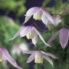 Bosrank (Clematis alpina 'Willy')