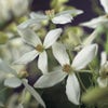Bosrank, groenblijvend (Clematis armandii)
