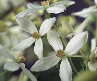 Bosrank, groenblijvend (Clematis armandii)