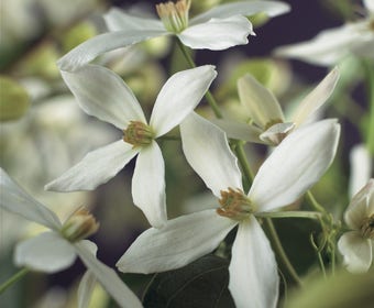 Bosrank, groenblijvend (Clematis armandii)