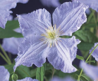 Bosrank (Clematis 'Blekitny Aniol' (Blue Angel))